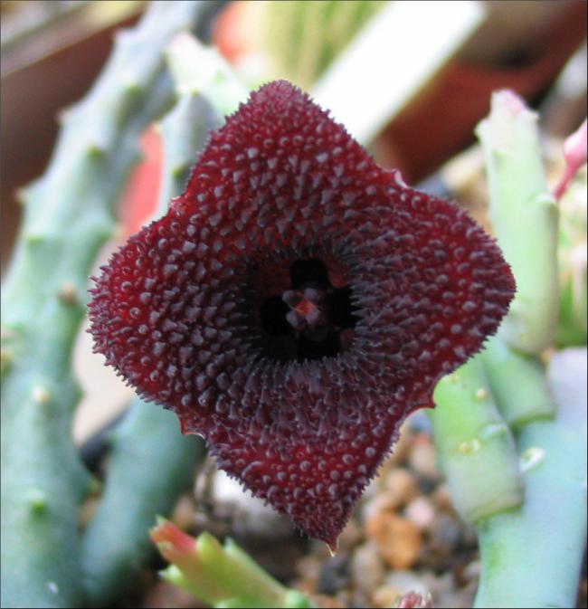Name:  Huernia hystrix x H_ pendula 4 petales.jpg
Views: 746
Size:  52.3 KB