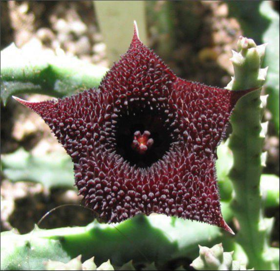 Name:  Huernia hystrix x pendula.jpg
Views: 778
Size:  57.7 KB