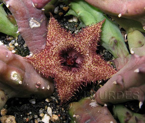 Name:  Huernia hystrix.jpg
Views: 756
Size:  71.5 KB