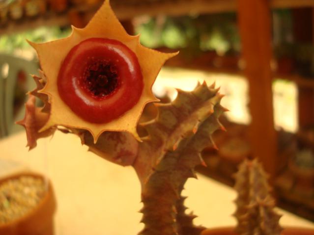 Name:  Huernia insigniflora..jpg
Views: 737
Size:  28.3 KB