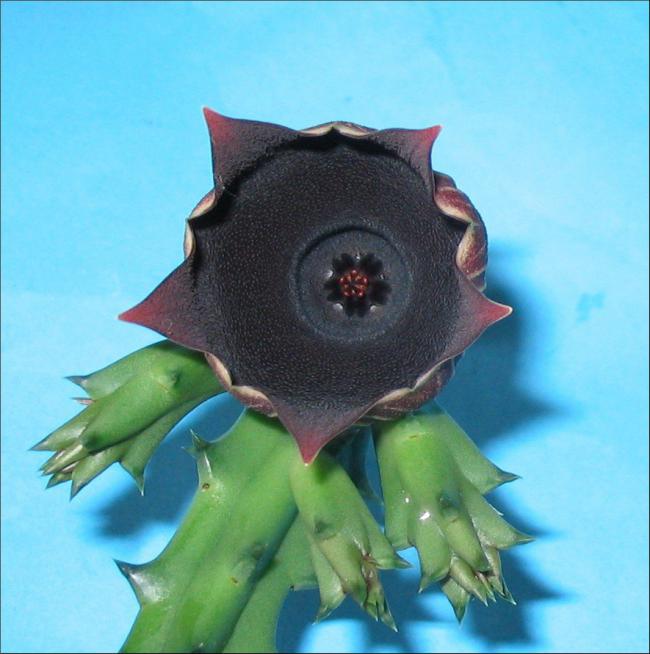 Name:  Huernia keniensis globosa.jpg
Views: 761
Size:  49.4 KB