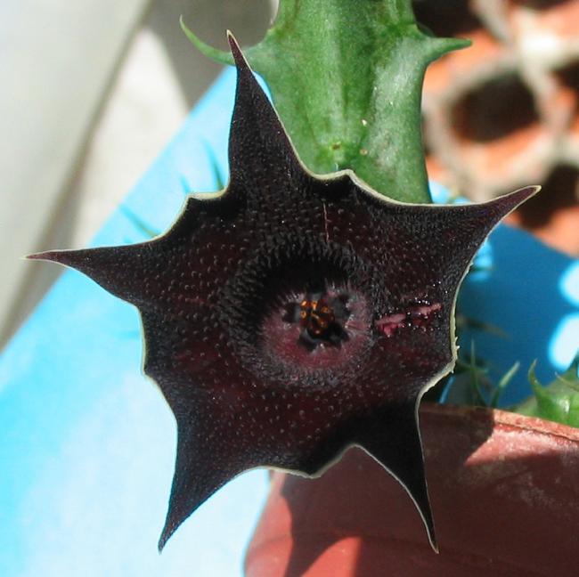 Name:  Huernia keniensis hybride.jpg
Views: 789
Size:  47.3 KB