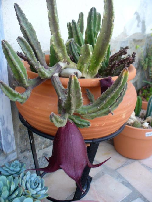 Name:  Huernia Keniensis Noire .jpg
Views: 829
Size:  50.8 KB
