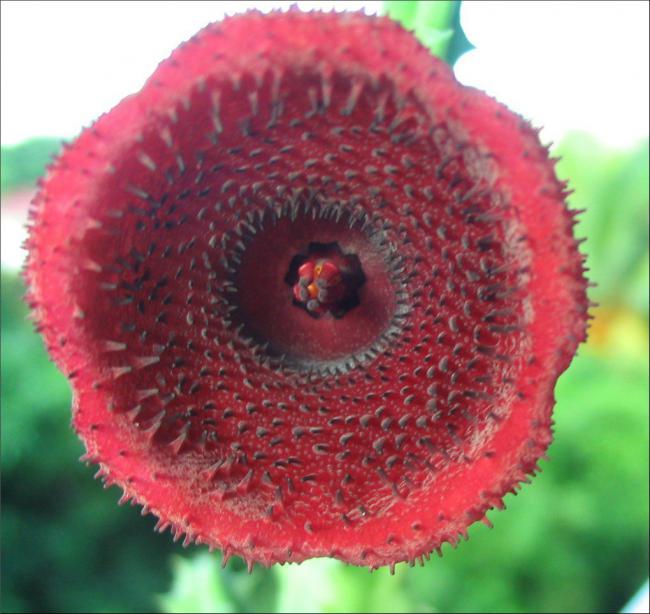 Name:  Huernia keniensis SB.jpg
Views: 731
Size:  52.7 KB