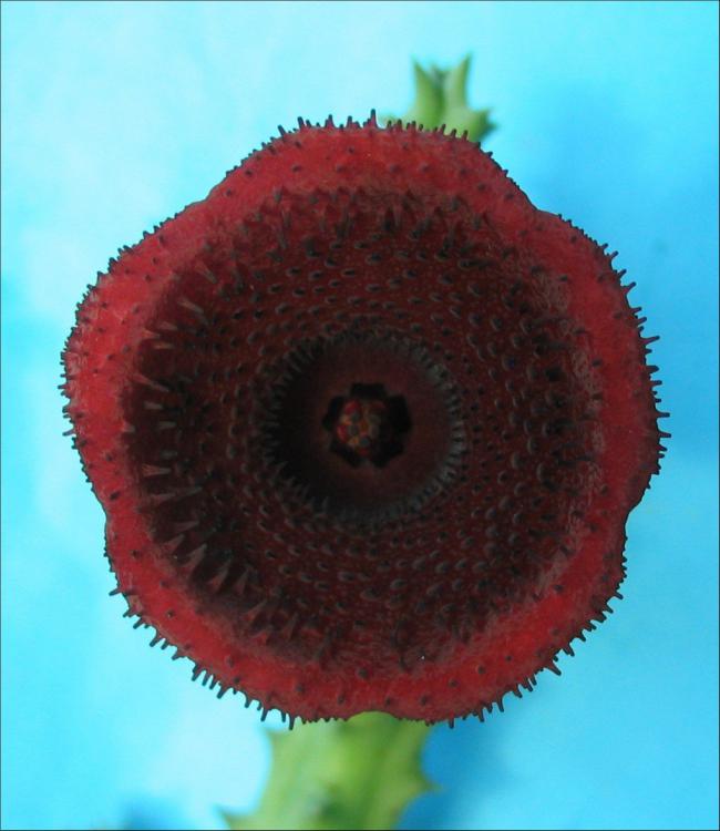 Name:  Huernia keniensis SB1.jpg
Views: 771
Size:  47.5 KB