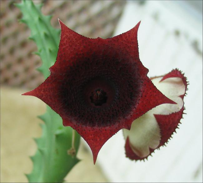 Name:  Huernia keniensis SB2.jpg
Views: 729
Size:  35.3 KB