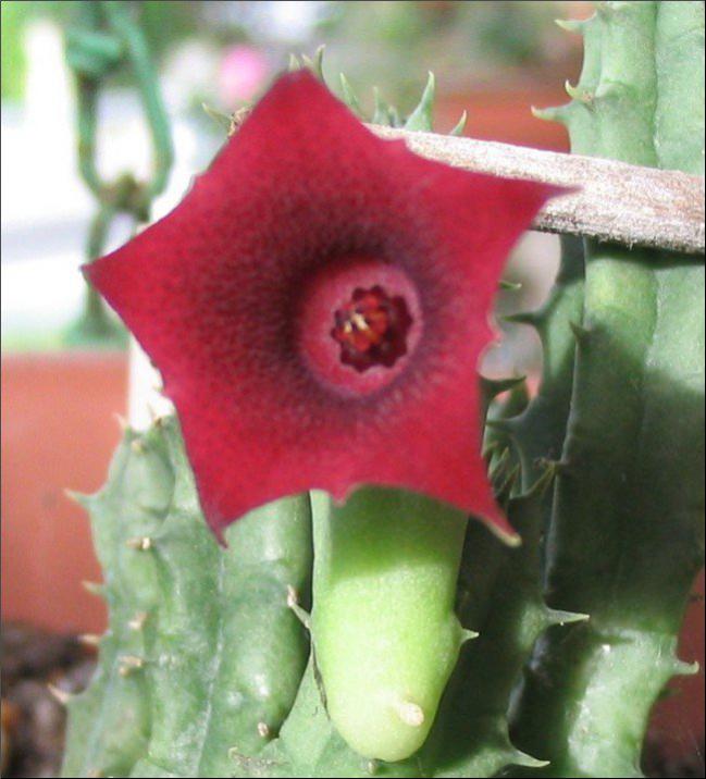 Name:  Huernia keniensis v keniensis.jpg
Views: 731
Size:  55.3 KB