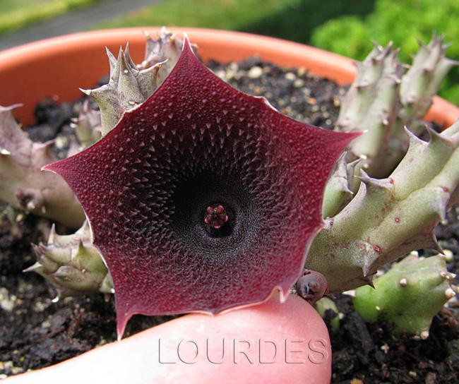 Name:  Huernia keniensis var grandiflora..jpg
Views: 730
Size:  62.6 KB
