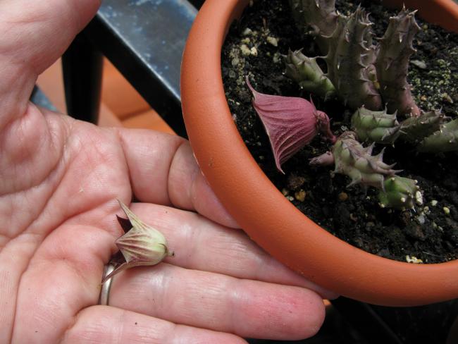 Name:  Huernia keniensis var grandiflora.jpg
Views: 708
Size:  44.3 KB