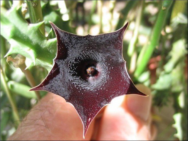 Name:  Huernia keniensis var grandiflora0.jpg
Views: 723
Size:  69.5 KB