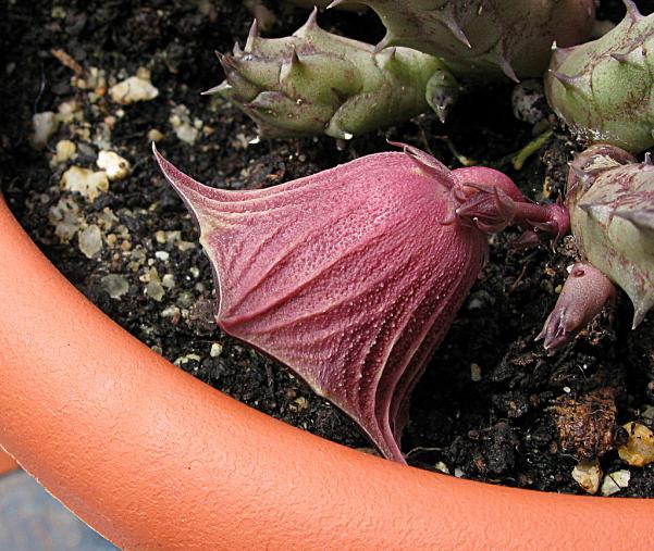 Name:  Huernia keniensis var grandiflora1.jpg
Views: 734
Size:  71.5 KB