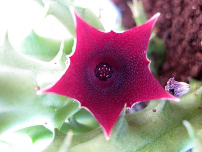 Name:  Huernia keniensis...jpg
Views: 787
Size:  38.4 KB