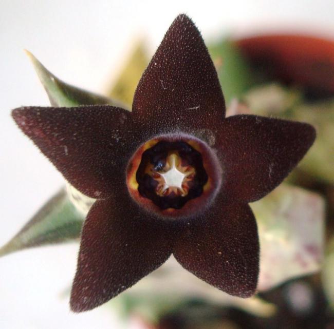 Name:  Orbea decaisneana 1.jpg
Views: 976
Size:  43.2 KB