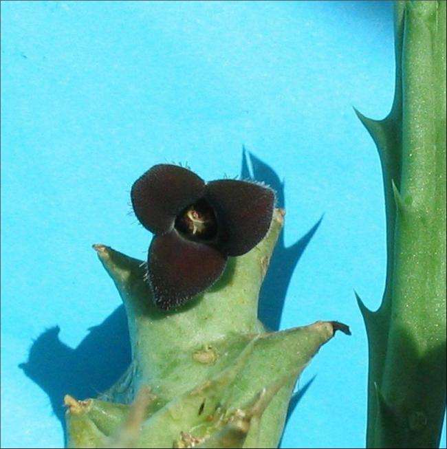 Name:  Orbea decaisneana 3 petales.jpg
Views: 922
Size:  48.4 KB