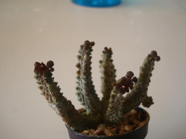 Name:  Orbea decaisneana..jpg
Views: 943
Size:  20.0 KB