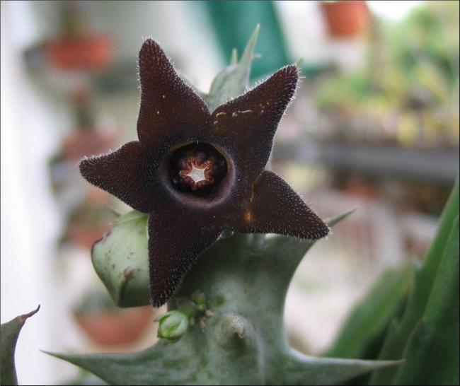 Name:  Orbea decaisneana.jpg
Views: 923
Size:  36.8 KB