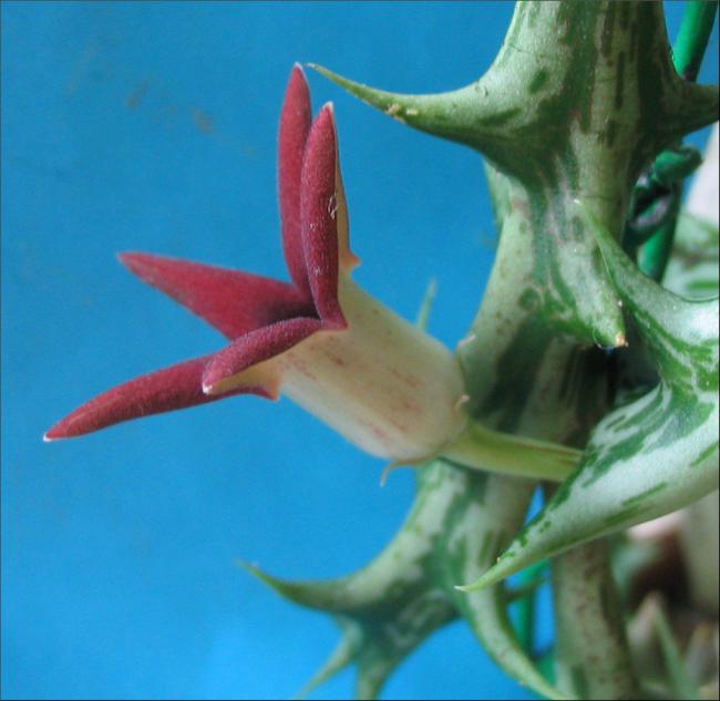 Name:  Orbea deflersiana 1.jpg
Views: 966
Size:  39.6 KB