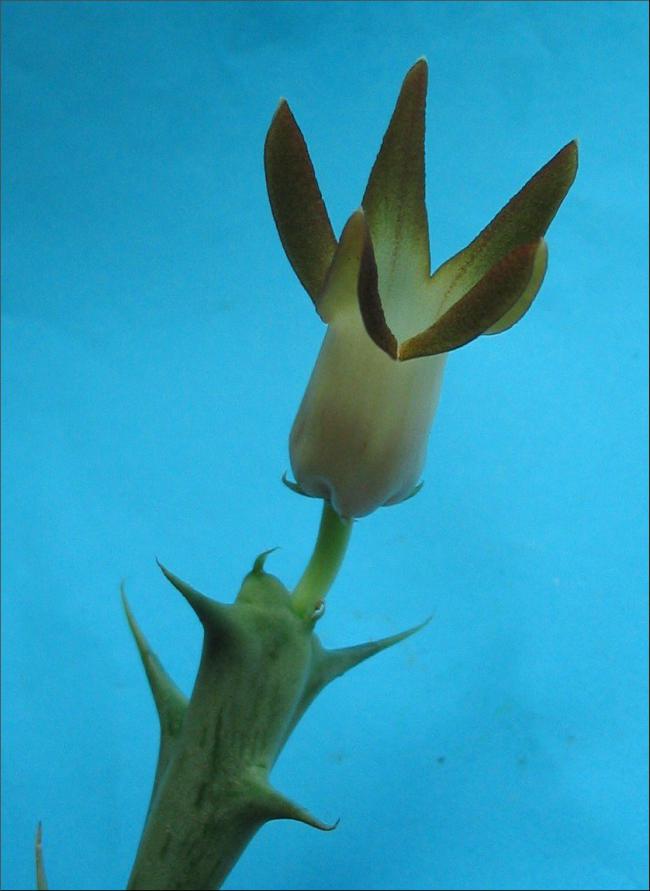 Name:  Orbea distincta 1.jpg
Views: 972
Size:  48.1 KB