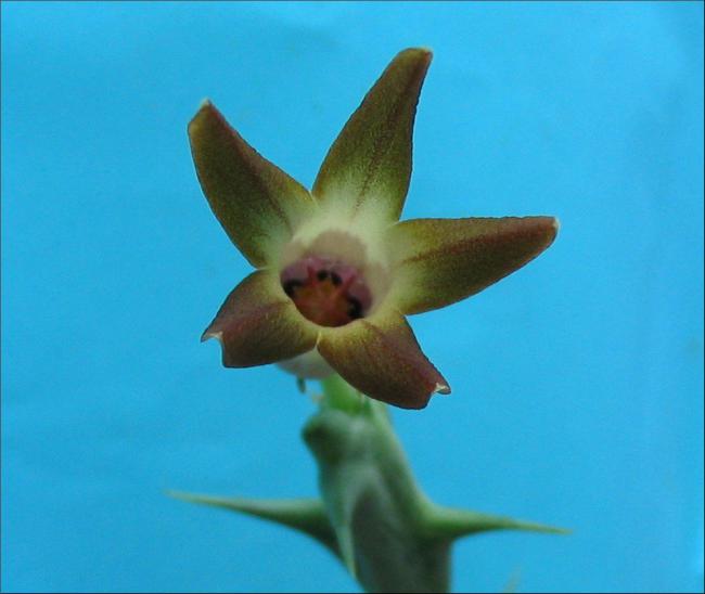 Name:  Orbea distincta.jpg
Views: 1026
Size:  29.5 KB