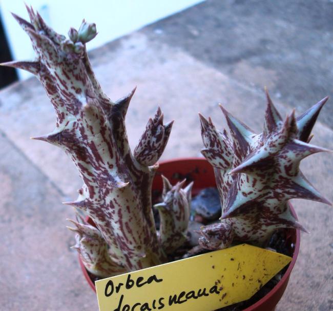 Name:  orbea dora.jpg
Views: 950
Size:  54.6 KB