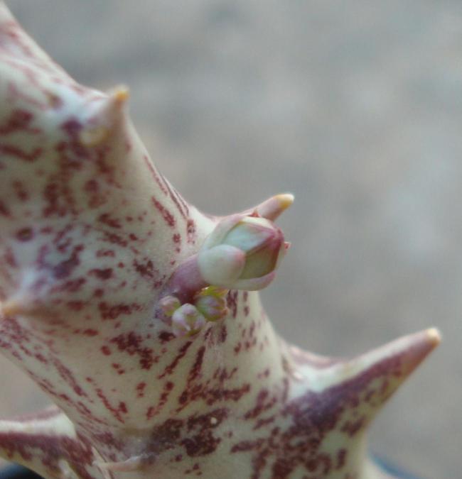 Name:  orbea doraisneaua.jpg
Views: 1284
Size:  32.0 KB