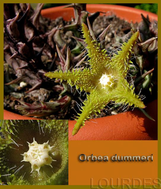 Name:  Orbea dummeri (2).jpg
Views: 1276
Size:  68.4 KB