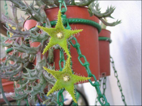 Name:  Orbea dummeri.jpg
Views: 1521
Size:  43.4 KB