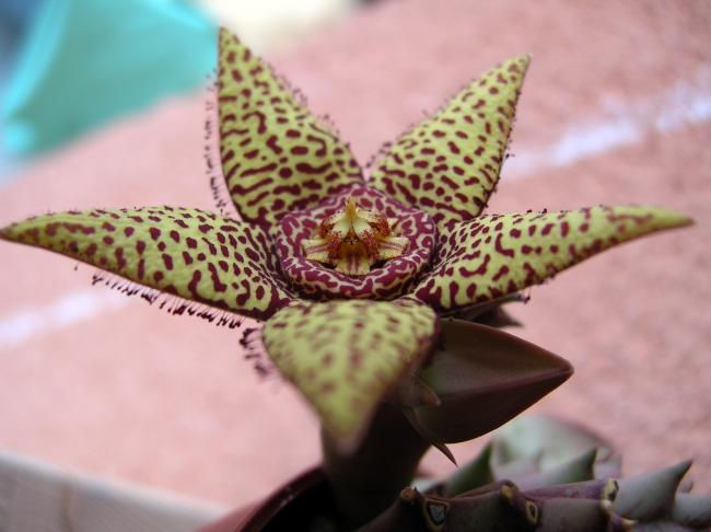 Name:  Orbea halipedicola (2).jpg
Views: 1231
Size:  37.1 KB