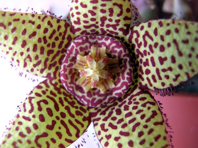 Name:  Orbea halipedicola (3).jpg
Views: 1316
Size:  62.4 KB