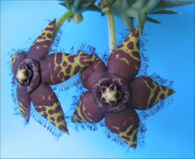 Name:  Orbea halipedicola 2.jpg
Views: 995
Size:  44.7 KB