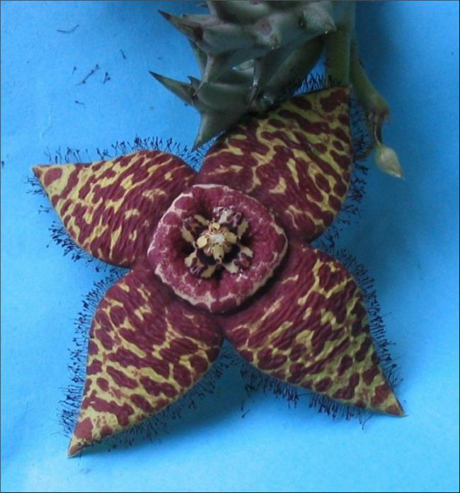Name:  Orbea halipedicola 4 petales mm.jpg
Views: 1009
Size:  62.8 KB