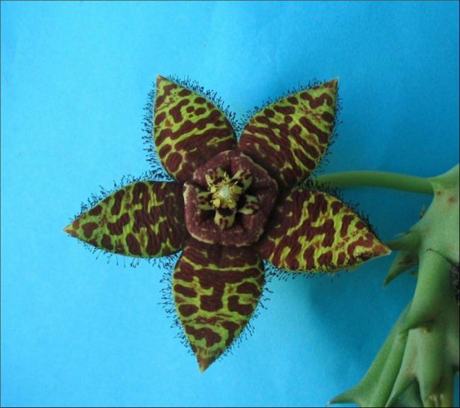 Name:  Orbea halipedicola.jpg
Views: 955
Size:  45.6 KB