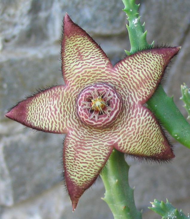 Name:  Orbea hybride 1.jpg
Views: 931
Size:  70.5 KB