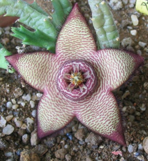 Name:  Orbea hybride.jpg
Views: 897
Size:  72.6 KB