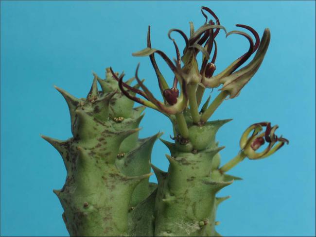 Name:  Orbea luntii.jpg
Views: 923
Size:  33.4 KB