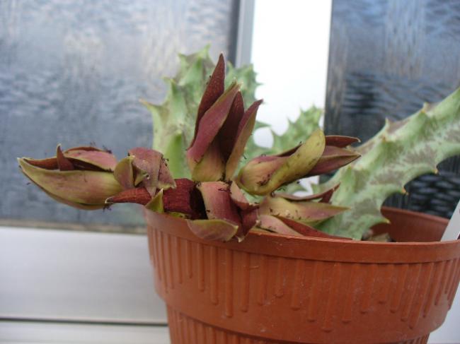 Name:  Orbea lutea ha florescido.jpg
Views: 922
Size:  32.0 KB