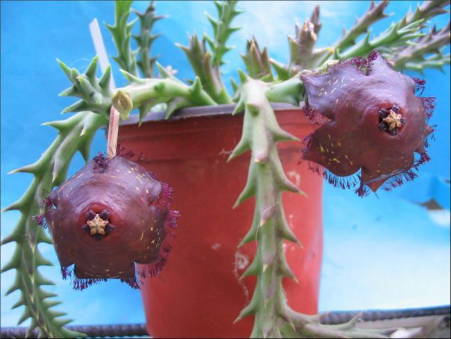 Name:  Orbea macloughlinii.jpg
Views: 1072
Size:  46.4 KB