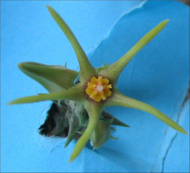 Name:  Orbea meintjesiana.jpg
Views: 952
Size:  37.7 KB