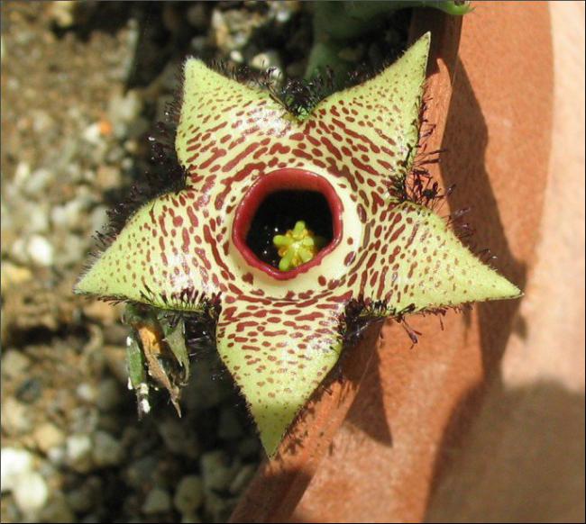 Name:  Orbea paradoxa.jpg
Views: 1063
Size:  63.8 KB