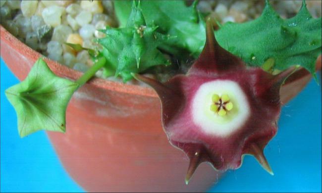 Name:  Orbea pillansii.jpg
Views: 913
Size:  31.4 KB