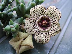Name:  Orbea pulchella.jpg
Views: 1055
Size:  44.9 KB