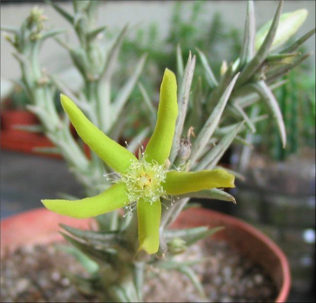 Name:  Orbea rogersii.jpg
Views: 938
Size:  44.6 KB