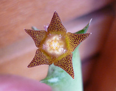 Name:  Orbea schweinfurthii (2).jpg
Views: 892
Size:  32.3 KB