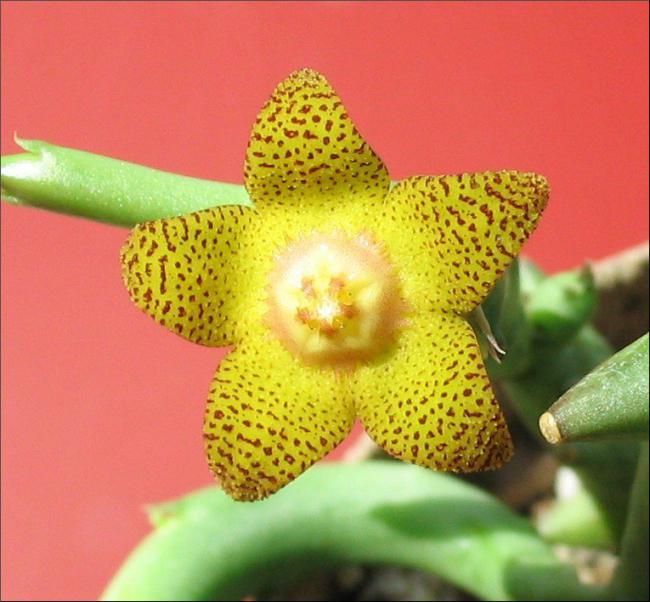 Name:  Orbea schweinfurthii.jpg
Views: 975
Size:  52.1 KB