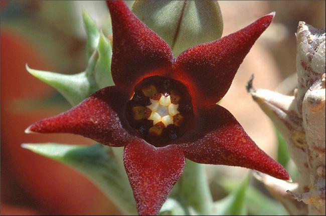 Name:  Orbea semitubiflora 1.jpg
Views: 994
Size:  38.6 KB