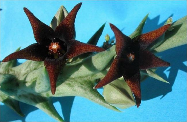 Name:  Orbea semitubiflora.jpg
Views: 993
Size:  40.6 KB