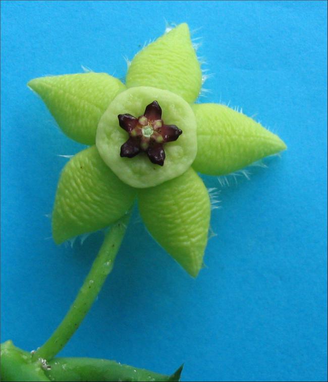 Name:  Orbea semota semota.jpg
Views: 943
Size:  47.3 KB