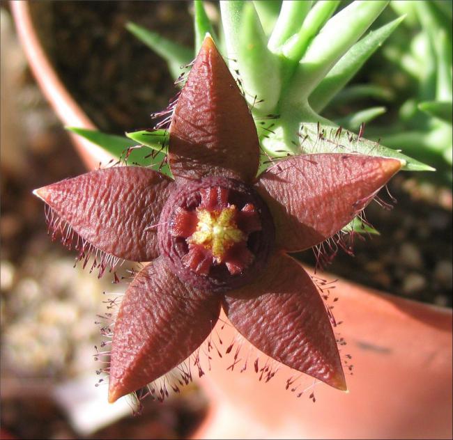 Name:  Orbea semota ssp orientalis.jpg
Views: 3487
Size:  65.1 KB