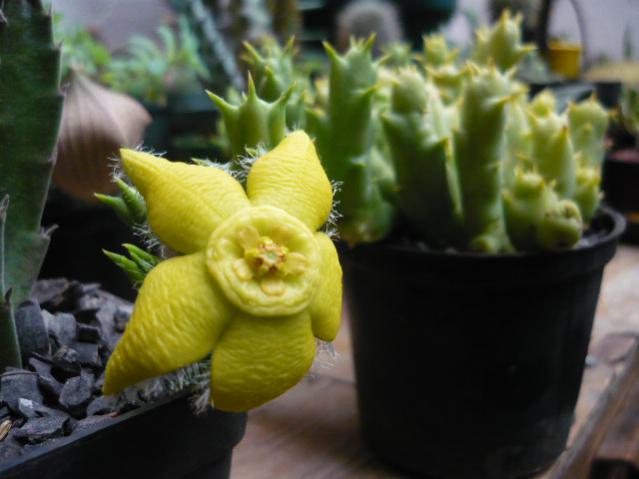 Name:  Orbea semota..jpg
Views: 923
Size:  34.5 KB
