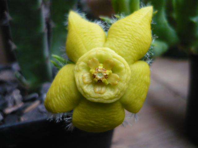 Name:  Orbea semota.jpg
Views: 909
Size:  25.9 KB